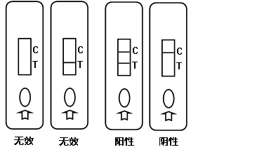 非洲猪瘟病毒抗体快速检测判定